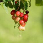 Co znamená H nebo T na pneumatice: Význam rychlostních indexů 2 Co znamená H nebo T na pneumatice: Význam rychlostních indexů