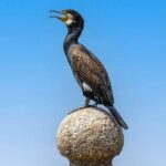 Zimní pneu Kormoran recenze: Pro a proti 12 Zimní pneu Kormoran recenze: Pro a proti