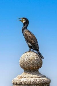 Zimní pneu Kormoran recenze: Pro a proti