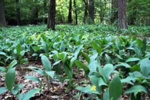 Záměna alu kola 17 za rezervu 16: Je to možné? 10 Záměna alu kola 17 za rezervu 16: Je to možné?