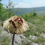 Co dělat s ploškami na pneu: Rady a tipy