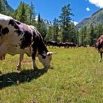 Kvalitní alu kola: Jak je poznat a nezklamat se