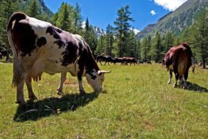 Kvalitní alu kola: Jak je poznat a nezklamat se