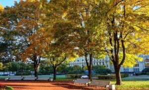 Rozměr pneu na Octavii 3: Jaký je ideální? 5 Rozměr pneu na Octavii 3: Jaký je ideální?